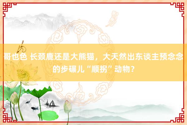 哥也色 长颈鹿还是大熊猫，大天然出东谈主预念念的步碾儿“顺拐”动物？