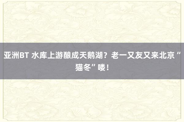 亚洲BT 水库上游酿成天鹅湖？老一又友又来北京“猫冬”喽！